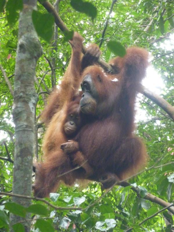 Orangutans in Bukit Lawang, Indonesia