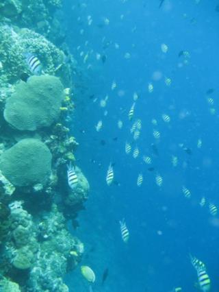 Bunaken, Indonesia