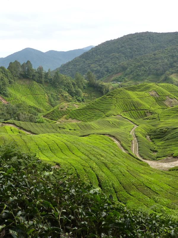 Cameron Highlands, Malaysia