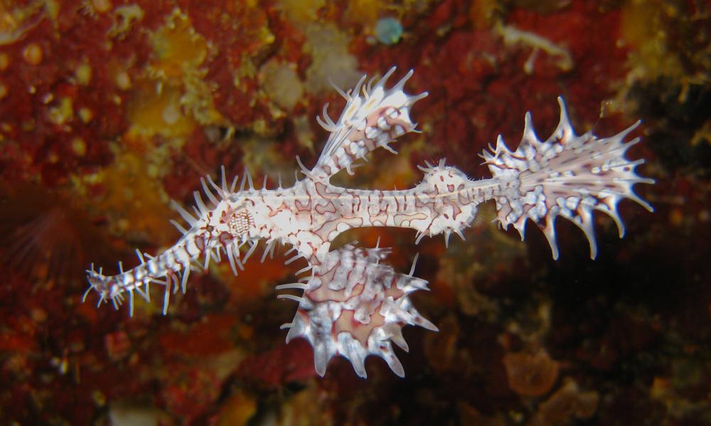 Malapascua – A Sad Goodbye