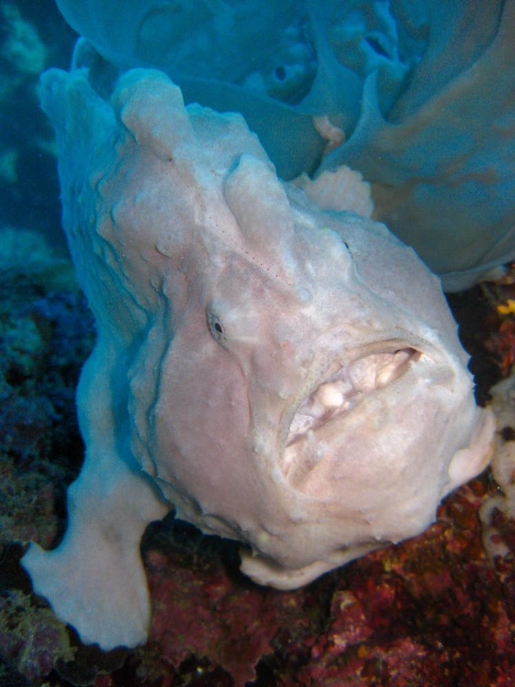 Alona Beach, Philippines Diving