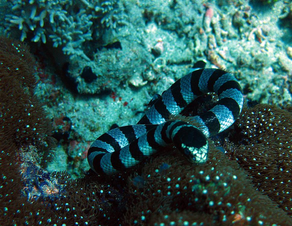 Apo Island, Philippines