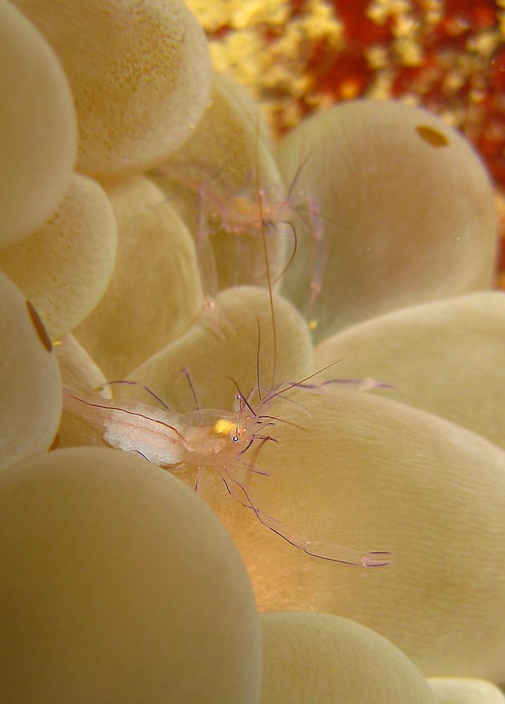 Moalboal, Philippines