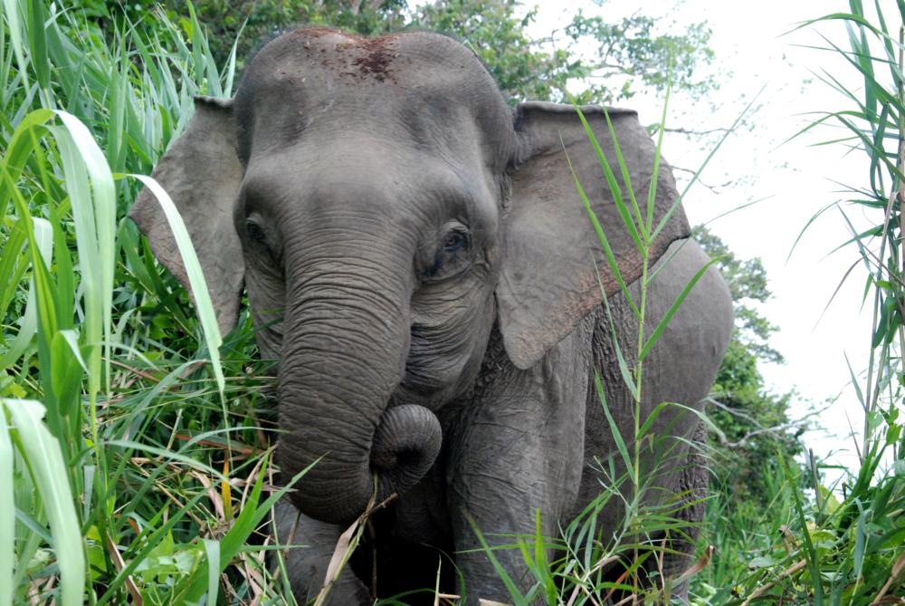 Kinabatangan River, Malaysia