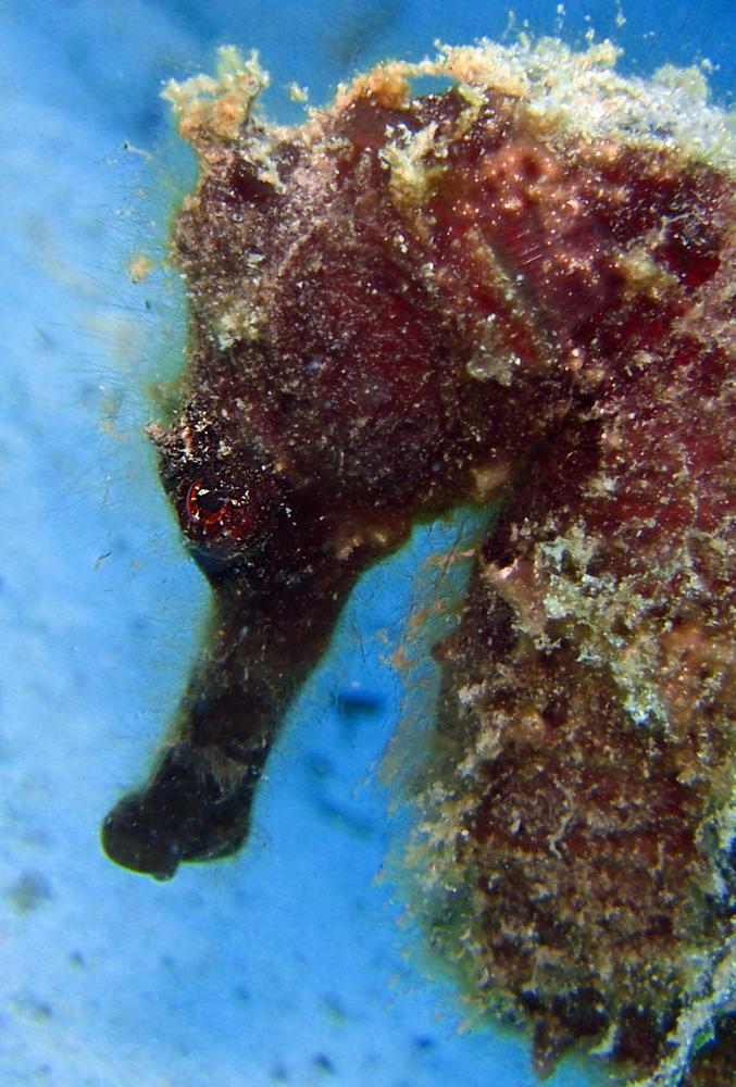 Diving Sipadan, Malaysia