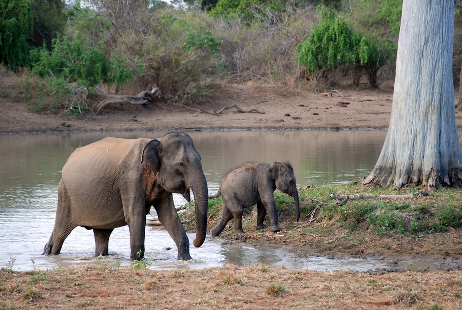 Yala National Park, Sri Lanka