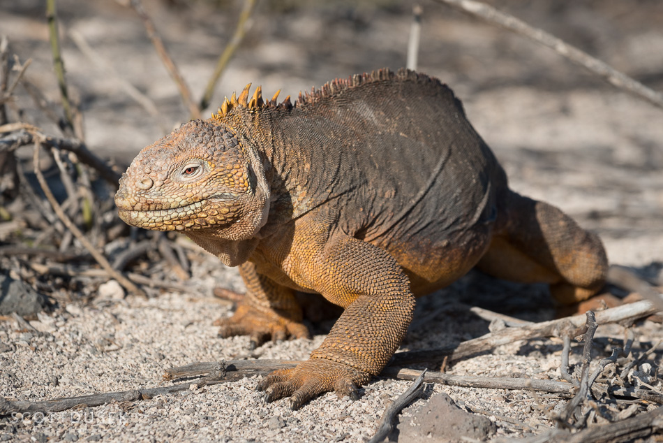 Galapagos: Above Water