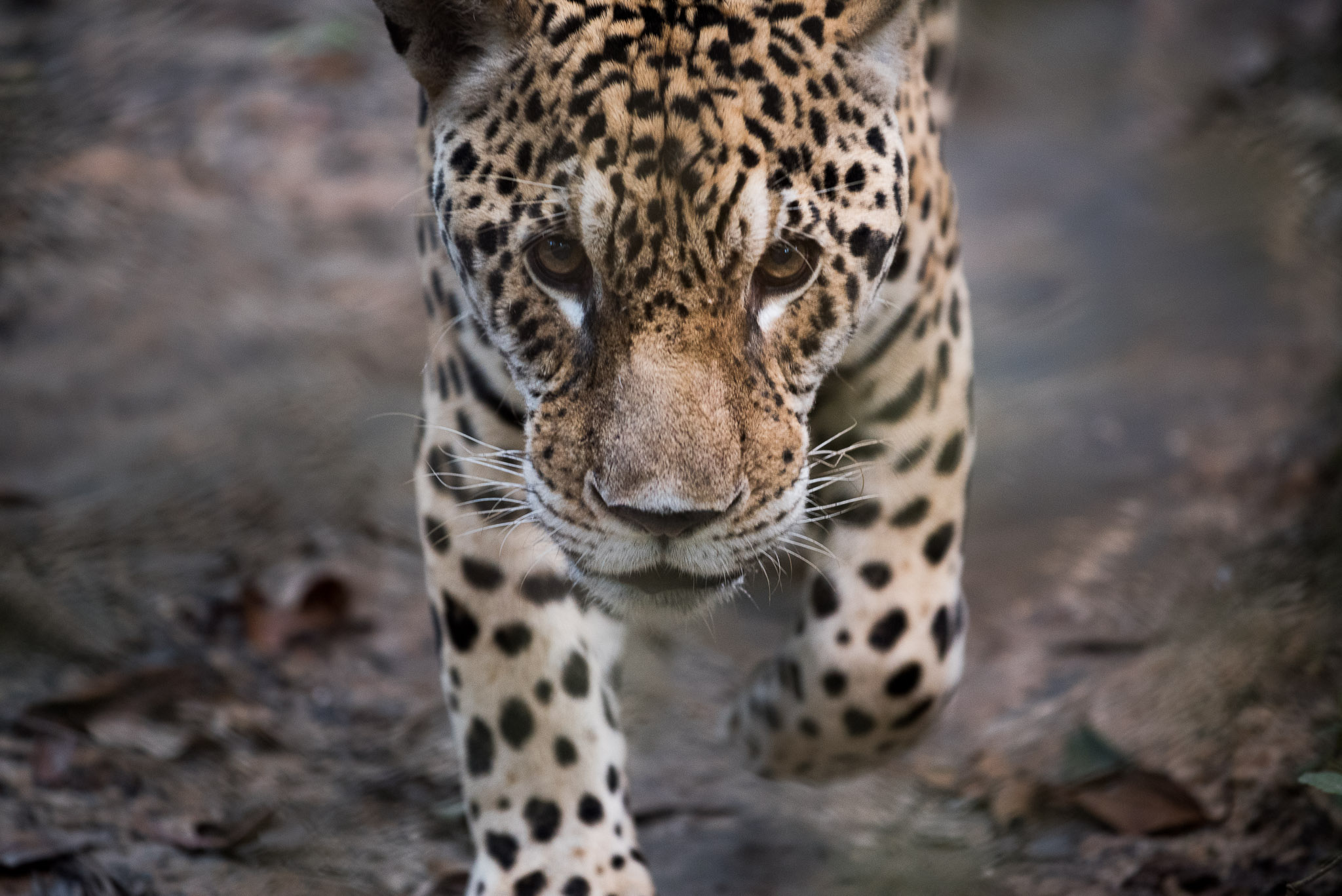 2017: Patagonia through Zanzibar