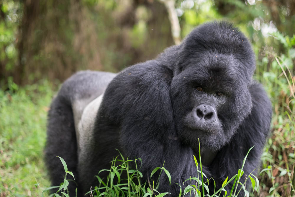 Uganda’s Mountain Gorillas