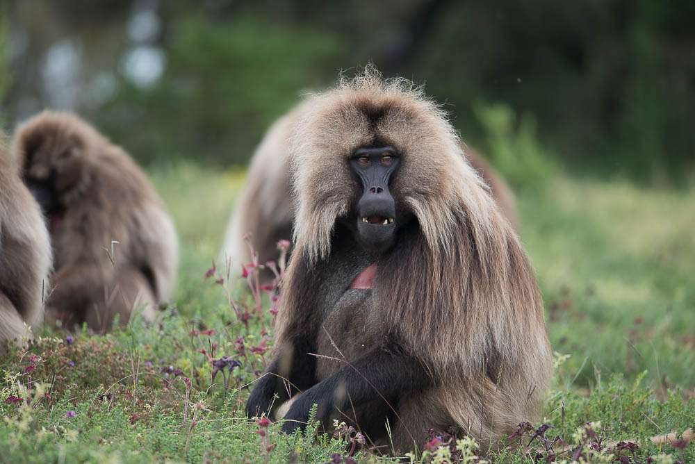 Simien Mountains, Ethiopia